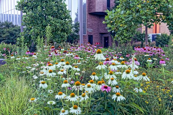 In the background: a buidling with glass to the left and brick to the right and a small sign that reads VETERINARY RESEARCH TOWER and a few trees in front, but the main thing is a field of Echinacea flowers in grass with purple to the back and white to the front with scattered yellow flowers and some taller herbacious plants mixed in.