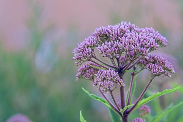 To the right side of the frame is a plant where you see just a bit of a single stem before it starts to bifurcate and bifurcate over and over again to form clusters of little long purple flowers with just a few leaves behind,  in the background are some blurry blobs and green and a general purplish-brown background