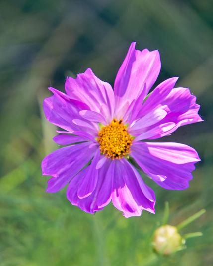 A flower with fine purple petals around a yellow disc with a green background