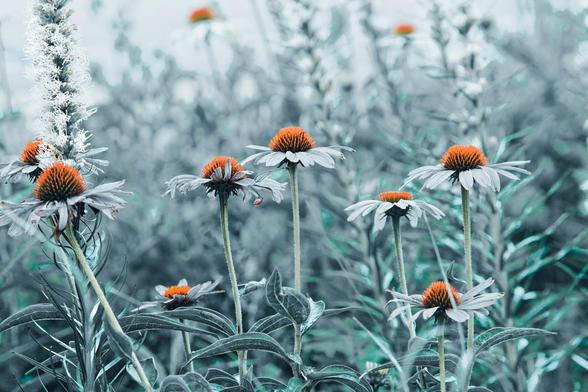 Echinacea flowers and foliage with most of the color suppressed except for the brown cones.