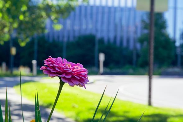 A purple flower that's got several rows of ray petals seen from the side with just a few yellow fibers sticking out from the disc in the middle.  A few long green leaves are sticking up from below,  in the background are vertical stripes,  some reflective of a glass and steel building.