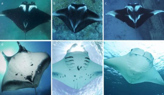 Distinct colouration of manta ray species. Dorsal and
ventral colouration pattern of Mobula birostris a, d, Mobula
alfredi b, e, and Mobula yarae c and f.

Through a careful combination of genetic studies and physical comparisons, researchers showed that this species forms a distinct evolutionary lineage. It has unique features, including a striking V-shaped mark behind its gills, a special kind of skin denticle shaped like a star, and a small residual spine embedded near its tail. These traits, along with its DNA, make it unmistakably different from other known manta rays.

The newly Atlantic Manta Ray Mobula yarae lives only in the Atlantic coast of the Americas, and seems to prefer warm coastal and estuarine waters. Juveniles have been spotted along the Amazon coast, in Florida, and around the oceanic islands of Brazil. Adults, on the other hand, are more common around the Yucatán Peninsula and the southeastern United States. Sadly, this new species is already facing serious threats. It is often caught by accident in fishing gear, hit by boats, tangled in lines, and exposed to growing coastal pollution. These dangers are made worse by the fact that Mobula yarae looks so much like other manta rays, making it difficult to protect unless it is properly identified.
