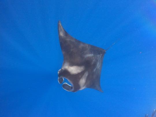 With its unique traits, restricted Atlantic distribution, and vulnerability to multiple human pressures, this species qualifies for urgent assessment under international and national conservation frameworks. Ensuring accurate identification and monitoring will be essential to prevent further decline and to secure the long-term survival of this newly described manta ray.

    Photographs: Sean Rowan Laughlin