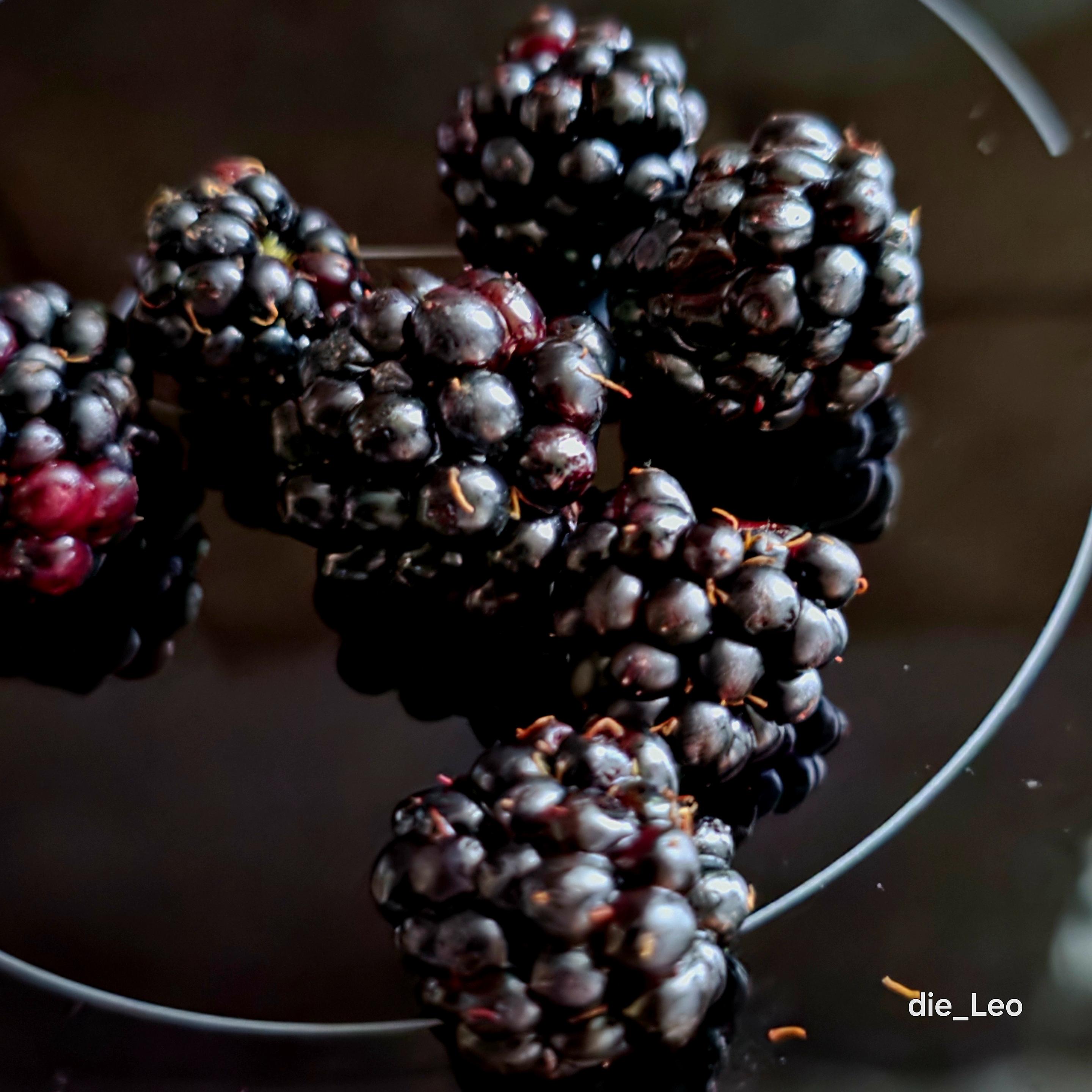 Brombeeren ... fotografiert auf schwarzen Untergrund
Blackberries... photographed on a black background Brombeeren ... fotografiert auf schwarzen Untergrund
Blackberries... photographed on a black background