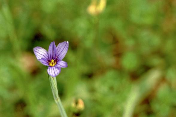 Sisyrinchium angustifolium