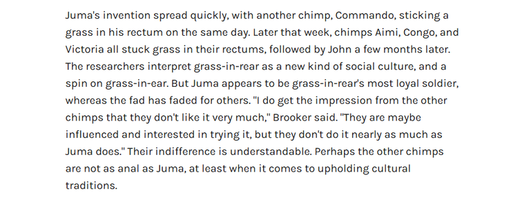 Juma's invention spread quickly, with another chimp, Commando, sticking a
grass in his rectum on the same day. Later that week, chimps Aimi, Congo, and
Victoria all stuck grass in their rectums, followed by John a few months later.
The researchers interpret grass-in-rear as a new kind of social culture, and a
spin on grass-in-ear. But Juma appears to be grass-in-rear's most loyal soldier,
whereas the fad has faded for others. "I do get the impression from the other
chimps that they don't like it very much," Brooker said. "They are maybe
influenced and interested in trying it, but they don't do it nearly as much as
Juma does." Their indifference is understandable. Perhaps the other chimps
are not as anal as Juma, at least when it comes to upholding cultural
traditions.
