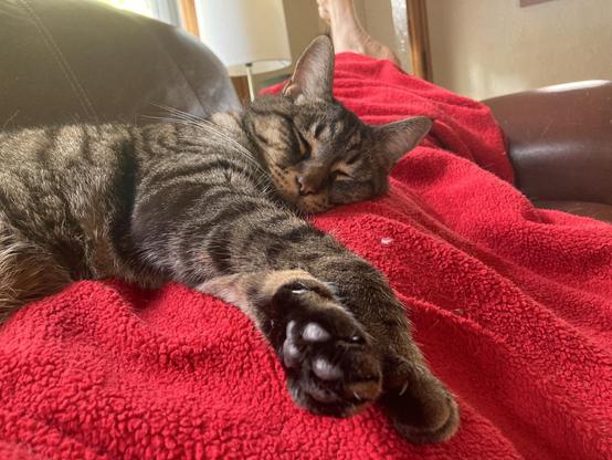 A sleepy cat.