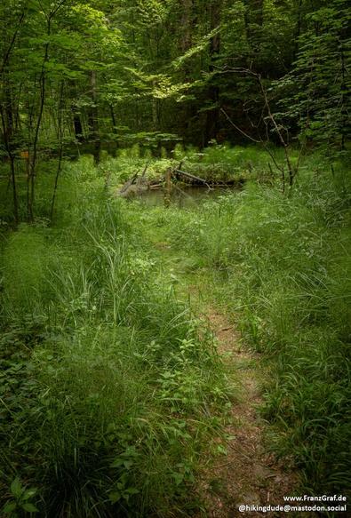 A serene scene of a path cutting through a lush forest is depicted in this image. The forest is dense with green vegetation, including tall trees and grassy areas. The dominant colors are shades of green and black, creating a tranquil and natural atmosphere. The image showcases the beauty of nature, with tags indicating it may be a nature reserve or woodland area. The composition includes a tree in the foreground, emphasizing the natural environment. This peaceful setting evokes a sense of calm…