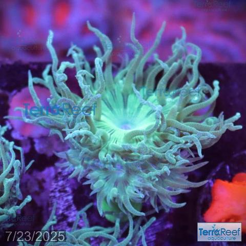 Green Duncan coral (Duncanopsammia axigua)