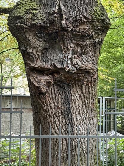 Trunk of a tree that resembles a sad looking face. Below a fence that almost touches the tree