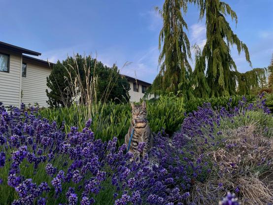At daytime, a wide shot of a seated striped tabby cat amid clusters of purple lavender, in front of green plants and trees.