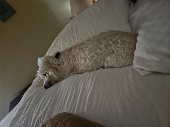 Little white dog that is happily stretched out, sleeping on some pillows like she owns the bed (which she does).