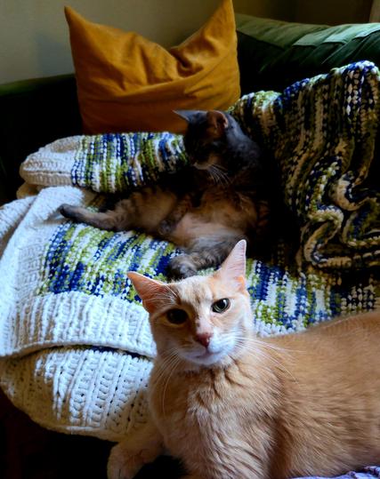 Woodbine the cat is sitting like the Sphinx while his sister, Danforth, is sitting like a fat old man in an easy-chair.