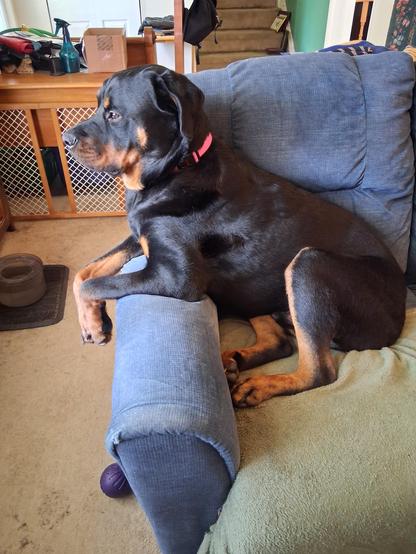 Huck the dog. King of all he surveys