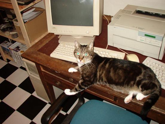 My old cat Kwikki around 2002~2003