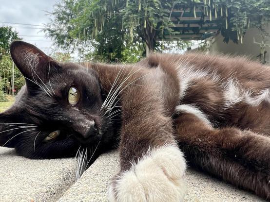 Brown tuxedo cat looking at the camera laying on a concrete patio with greenery in the background