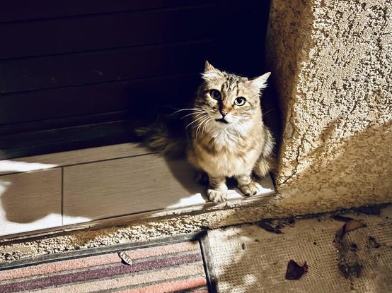 A fluffy tabby cat sits at a doorway, looking curiously and expectantly at the camera. Shadow and light create a warm ambiance, with a patterned mat below and some fallen leaves nearby. The wall beside the cat has a textured surface.