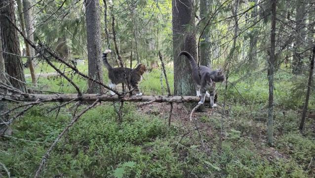 Two cats balancing on a fallen tree