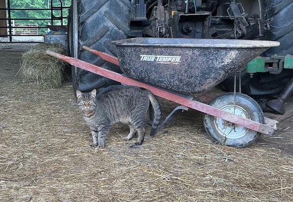 Tabby cat with his back just slightly arched and his left front (you right) paw starting to life up on the floor of a barn covered with straw or hay,  behind him a wheelbarrow that has red handles and a black bucket with white letters TRUE TEMPER and the rear end of a large tractor, a hay bale, and a brightly lit scene out the back of a barn with metal gates and a hedgerow