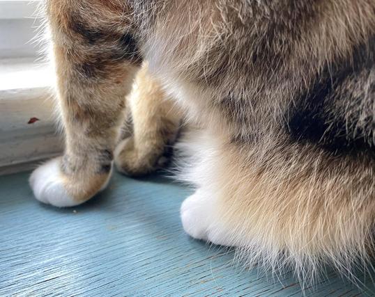 White front paws and 3-coloured tabby front legs plus a lot of fluff almost hiding a white back paw— we’re seeing a cat from the side but only the lower parts and with her tail out of the picture to the right. It’s clear that she’s facing a window because light is lighting the front of her front legs and her belly fluff. The surface under her is wood painted a soft blue green.
Her paws look so cute and sincere!