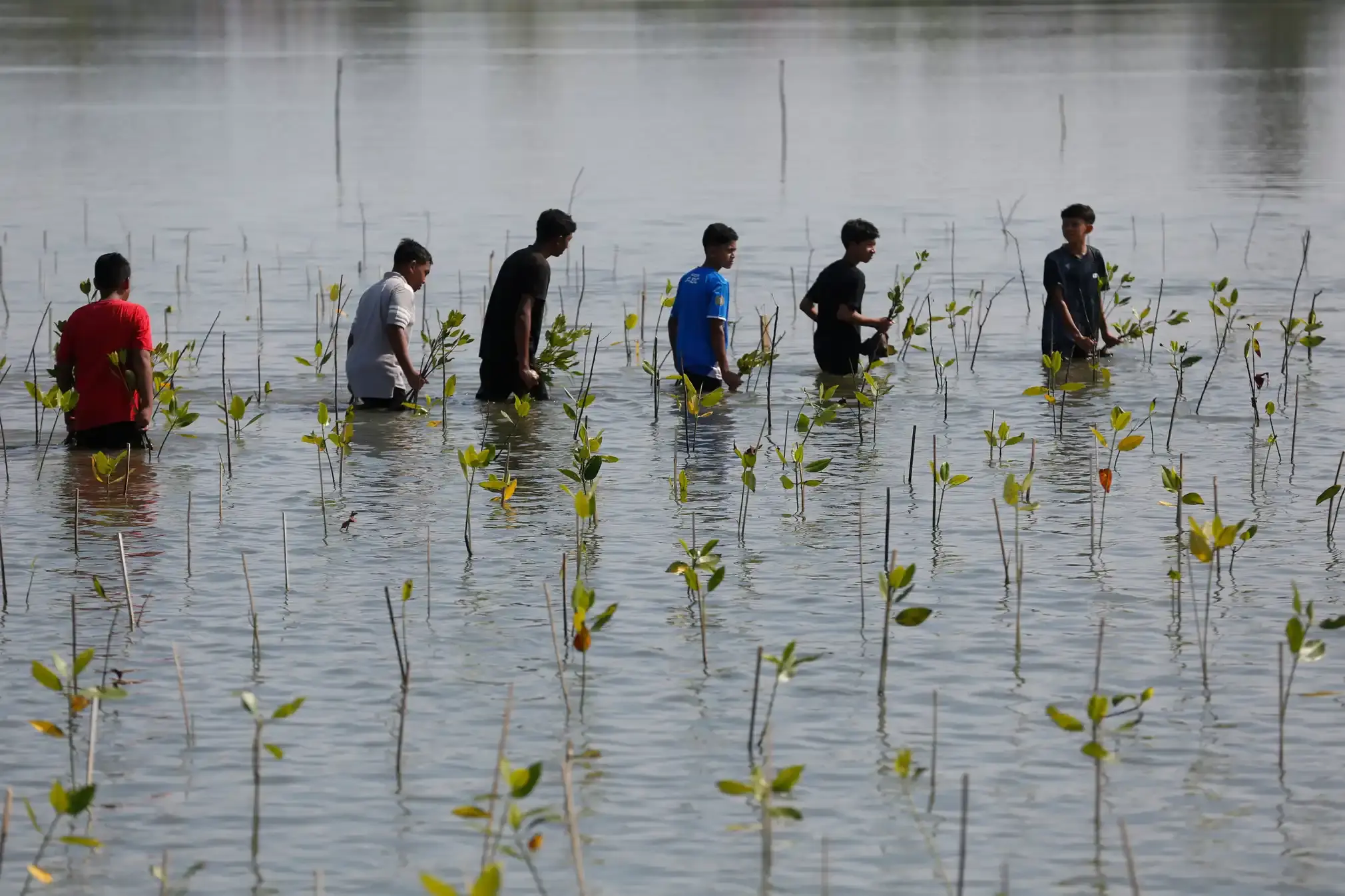 A row of people planting mangroves in water.
