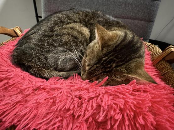 A tabby cat snoozing on a pink fluffy cushion, on a basket in a chair in my home office