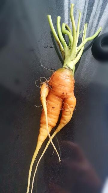 Das Bild zeigt eine ungewöhnliche Karotte, die auf einer glatten, dunklen Oberfläche liegt. Die Karotte hat eine unregelmäßige Form, mit einem großen Hauptkörper und zwei kleineren, zusätzlichen Wurzeln, die aus dem Hauptkörper herausragen. Die Karotte ist orange und hat eine glatte, glänzende Oberfläche. Die grünen Stiele der Karotte sind auf ca. 10 cm gekürzt. An der Karotte ist noch ein wenig Erde und Schmutz an den Wurzeln. Die Karotte wirkt frisch und neu gepflückt, was durch die feuchte Oberfläche der Unterlage und die leuchtenden Farben unterstrichen wird.