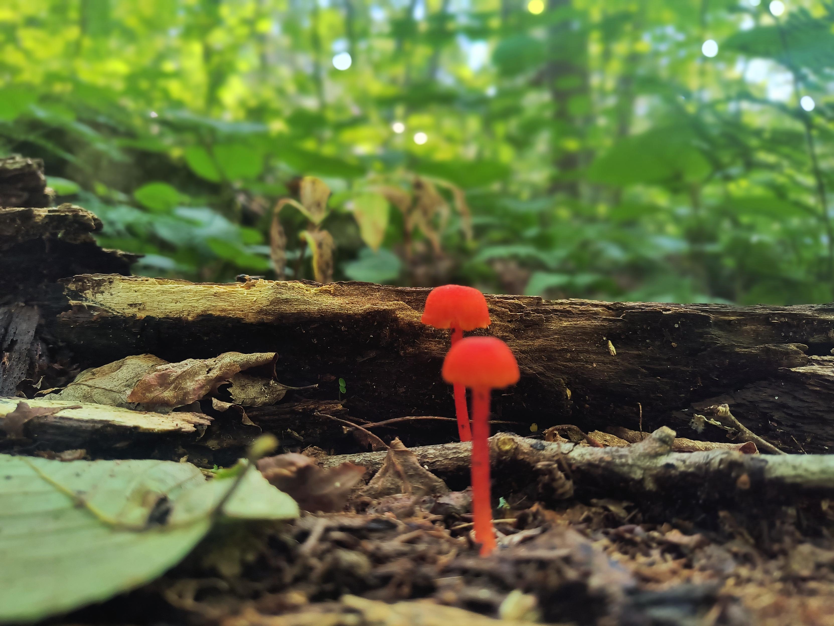 Par de honguitos rojos al borde del camino en el cerro. Fondo de troncos y muchas hojas.