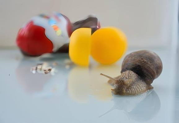 Es ist eine Nahaufnahme, die sich auf die spannenden Details konzentriert und den Hintergrund sanft verschwimmen lässt.
Im Vordergrund eine glänzende leicht bläuliche Fläche, auf der rechten Seite, schlängelt sich der Hauptdarsteller des Bildes langsam und majestätisch ins Bild: eine Weinbergschnecke. Ihr Haus ist ein wunderschönes, spiralförmiges Gebilde in warmen Brauntönen, das von helleren Beigetönen bis zu dunklem Erdbraun changiert. Die Schnecke selbst ist in Bewegung, ihr weicher, feuchter Körper glänzt leicht. Man kann ihre beiden längeren, oberen Fühler deutlich erkennen, die wie kleine Antennen vorsichtig in die Luft ragen und die Welt abtasten. Ihre kleineren, unteren Fühler, die für den Geruchssinn zuständig sind, sind ebenfalls sichtbar. 
Im Hintergrund, leicht unscharf, aber noch gut erkennbar, liegen zwei farbenfrohe Objekte, die einen interessanten Kontrast zur Natur der Schnecke bilden. Links siehst du ein aufgesprungenes Überraschungs-Ei. Der rote Teil ist noch gut sichtbar, und der weiße, mit bunten kleinen Mustern schimmert leicht. Es liegt auf der Seite und wirkt, als hätte es gerade seinen Inhalt preisgegeben. 
Das Licht scheint weich von oben zu kommen und erzeugt sanfte Spiegelungen auf der glänzenden Oberfläche, was dem ganzen Bild eine leichte, verträumte Atmosphäre verleiht.
