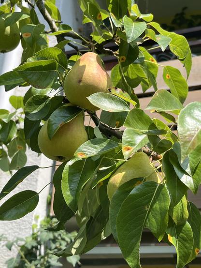 Gelb und leicht rot gefärbte Birnen an einem Birnbaum. 