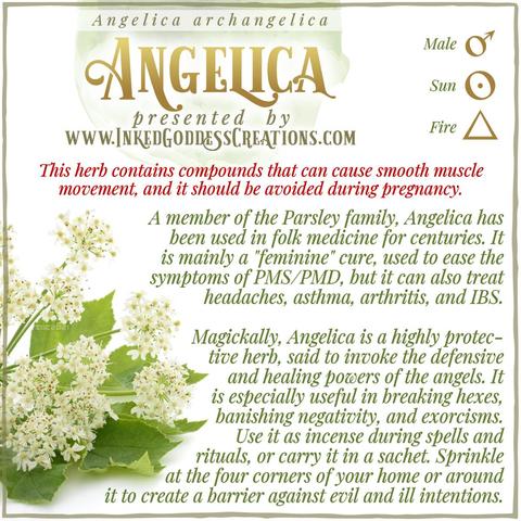 A sprig of angelica with clusters of white flowers and green leaves sits against a white background. The text explains angelica's metaphysical correspondences, some trivia about it, and ways to use it in your magickal practice, including protection, healing, and banishing. Presented by Inked Goddess Creations.
