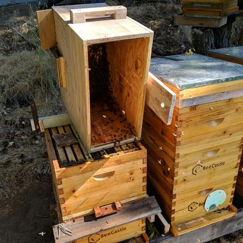 The bait hive on it's side on top of the hive so the bees can crawl out and into the hive. They did the opposite and started crawling back into the bait hive. The box they were moved into had some other bees but is divided from the lower box by a double screen dividing board that has it's own entrance that is visible at the bottom of the upper box.
