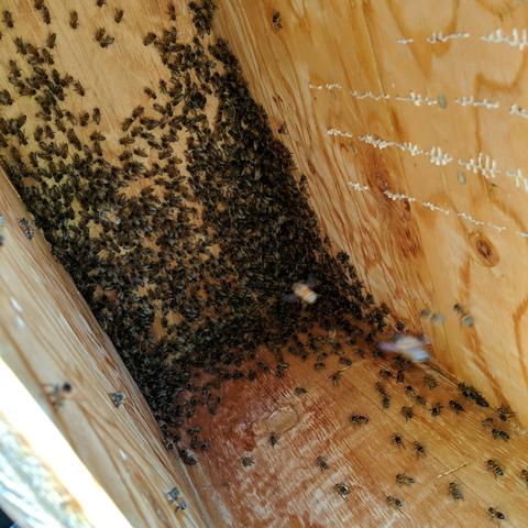 The remaining bees in the bottom of the hive box after the comb has been cut and removed and the frame too. The leftover comb is visible on the back wall of the hive.