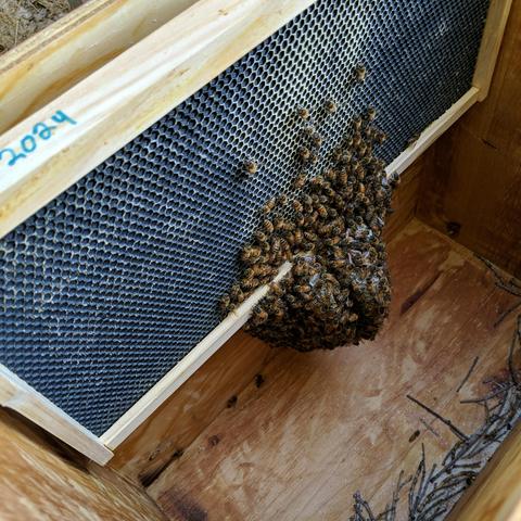 A view inside a bee bait hive from above, there is one frame left in the hive, it is the frame on the back wall that was spaced away from the back wall. There are bees on wax comb that is built on the bottom of the frames. There are small twigs or sticks in the bottom of the hive below the entrance from a house wren that was building a house before the entrance was modified to keep him out. There is some comb beginning to be built on the foundation of the frame.