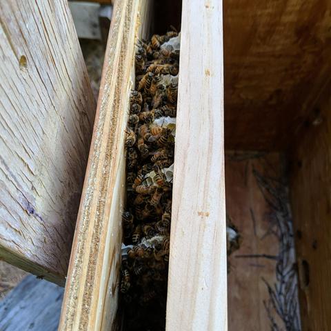 A view from above the hive frame, there is cross comb that has been built between the frame and the back wall of the hive. There are bees on the comb.