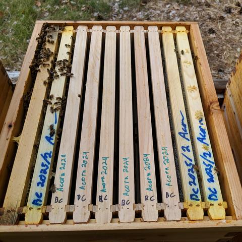 The six new empty foundation frames in the hive. There were 4 frames of honey left on the outsides. The empty frames will be replaced with the frames with comb when the extracting is done and they can clean those up inside the hive.