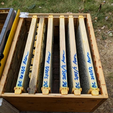 Six deep langstoth bee hive frames spaced apart in a deep box. They are all partially capped with honey except one that had about a dozen drone cells that were scraped off. The bees swarmed a few weeks ago but they have lots of resources and will fill their upper deep up this fall with mostly goldenrod which I don't particularly like for honey.