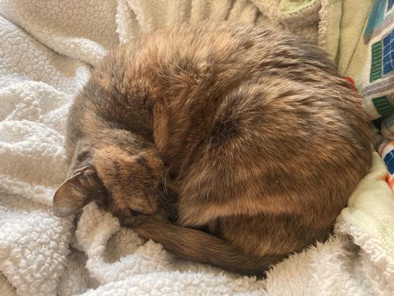 A cat