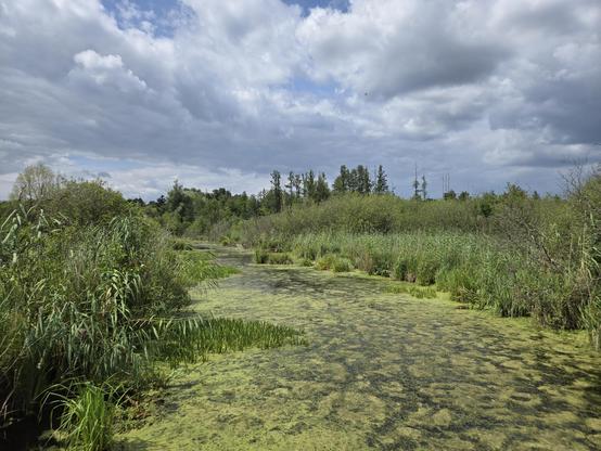 Eichwerder Steg, view over the water and the tree line
