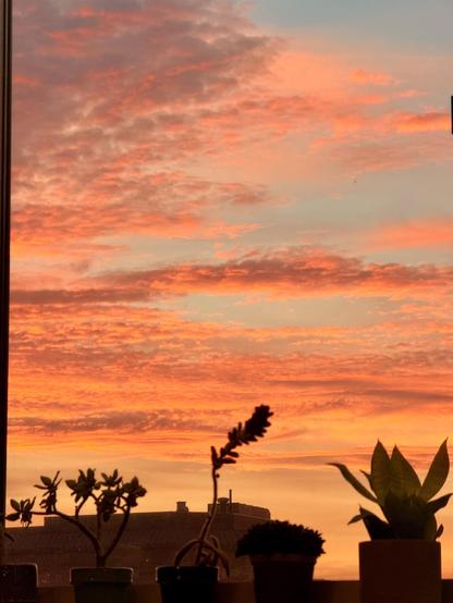 Same clouds, slightly more red, seen through a window with silhouettes of plants on the ledge. 