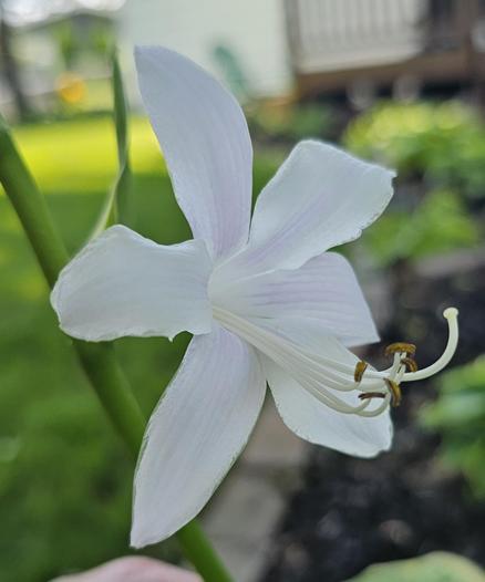 White flower resembling a daylily that's part of a Hosta plant. The bloom is open really wide in hopes of attracting hummingbirds and bees. The blurry background is of a bright green lawn, & flowerbed edging .