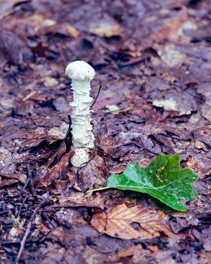 A very phallic white mushroom sticks out of the mostly brown leaf litter with exactly one green oak leaf next to it.