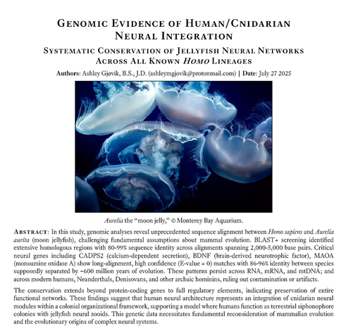 Genomic Evidence of Human/Cnidarian Neural Integration
Systematic Conservation of Jellyfish Neural Networks Across All Known Homo Lineages
Authors: Ashley Gjøvik, B.S., J.D. (ashleymgjovik@protonmail.com) | Date: July 27 2025
Aurelia the “moon jelly,” © Monterey Bay Aquarium.
Abstract: In this study, genomic analyses reveal unprecedented sequence alignment between Homo sapiens and Aurelia aurita (moon jellyfish), challenging fundamental assumptions about mammal evolution. BLAST+ screening identified extensive homologous regions with 80-99% sequence identity across alignments spanning 2,000-5,000 base pairs. Critical neural genes including CADPS2 (calcium-dependent secretion), BDNF (brain-derived neurotrophic factor), MAOA (monoamine oxidase A) show long-alignment, high confidence (E-value = 0) matches with 86-96% identity between species supposedly separated by ~600 million years of evolution. These patterns persist across RNA, mRNA, and mtDNA; and across modern humans, Neanderthals, Denisovans, and other archaic hominins, ruling out contamination or artifacts.
The conservation extends beyond protein-coding genes to full regulatory elements, indicating preservation of entire functional networks. These findings suggest that human
