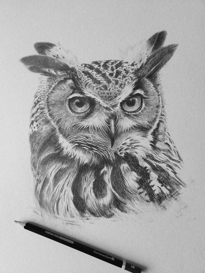 Hibou grand duc dessiné au crayon