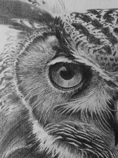 Focus sur l'œil du hibou