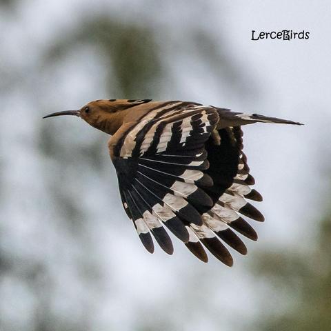 Een oranje vogel met zwart-witte vleugels en een kromme snavel vliegt van rechts naar links door het beeld.