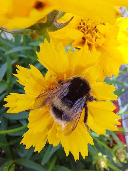 a picture of a bumblebee in a yellow flower, I don't know the name of the flower.