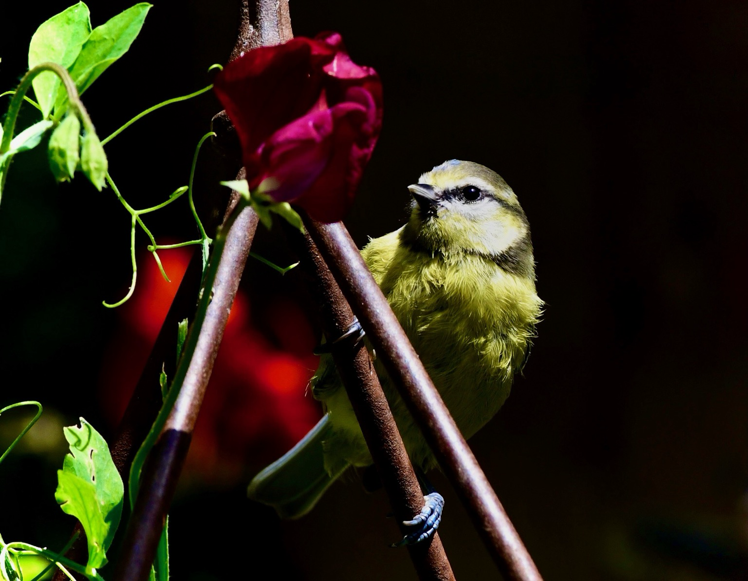 Young blue tit and sweet pea flower  Young blue tit and sweet pea flower