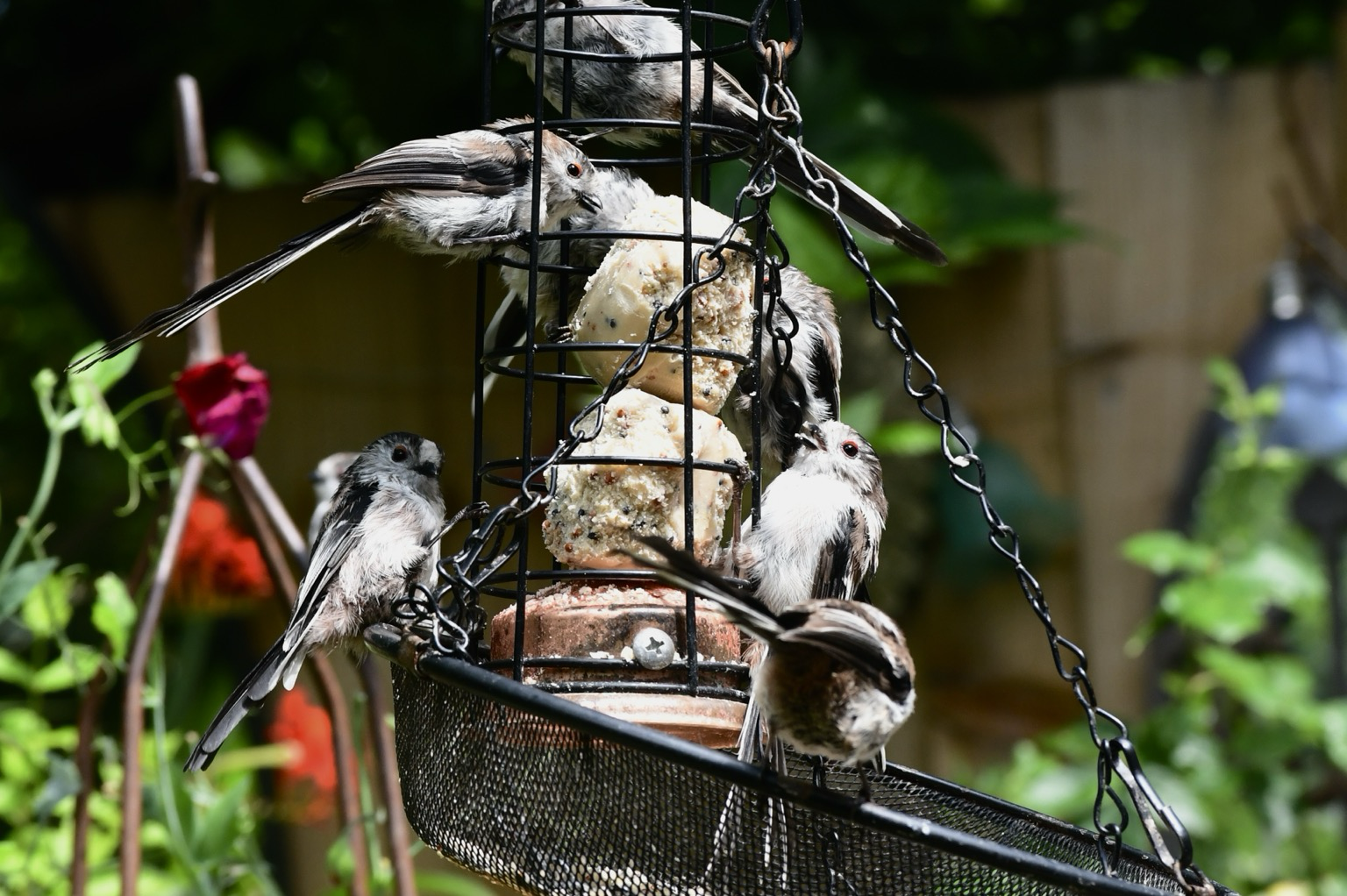 A group of long tailed tits lo A group of long tailed tits lo
