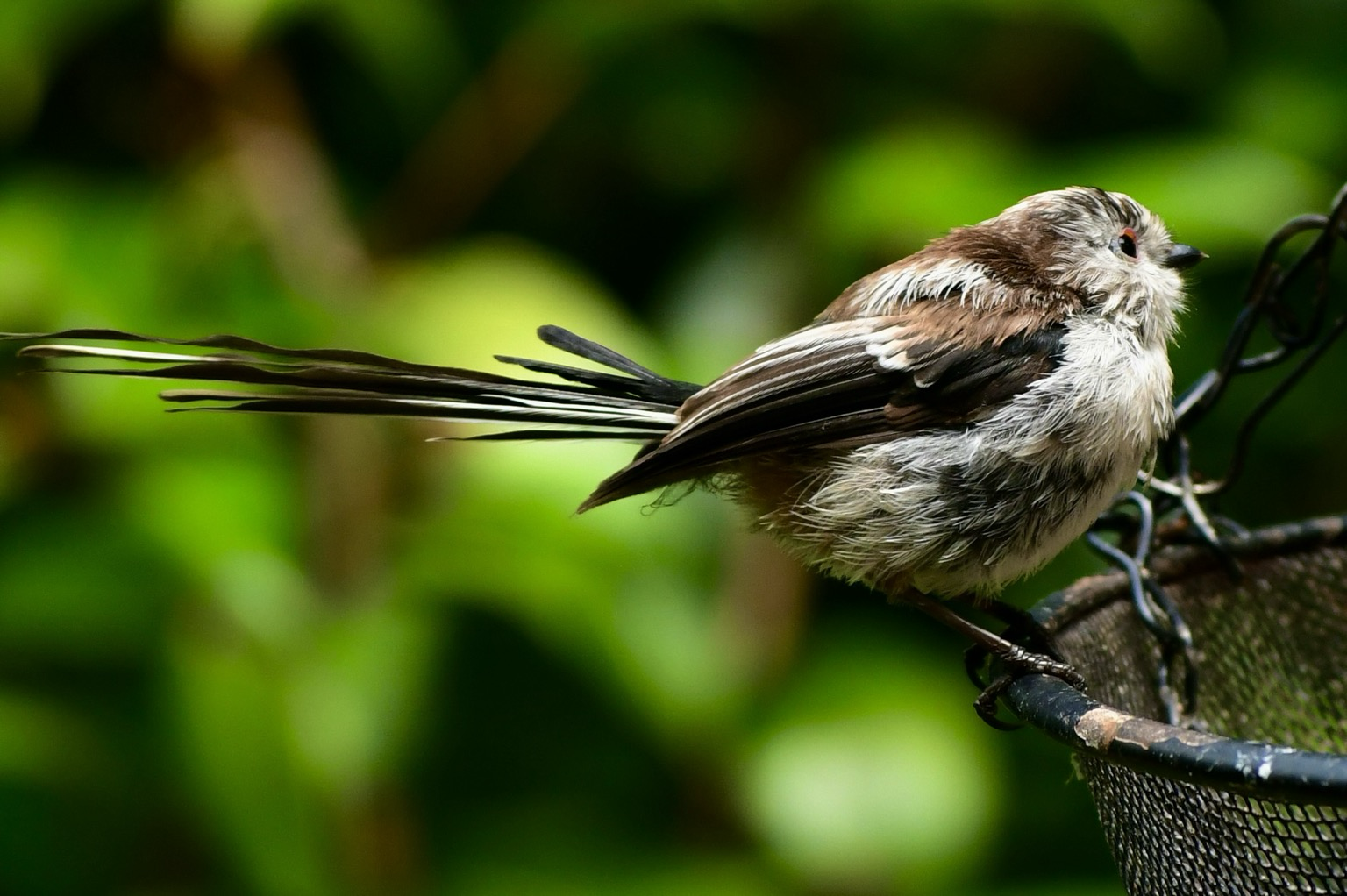 Long tailed tit  Long tailed tit